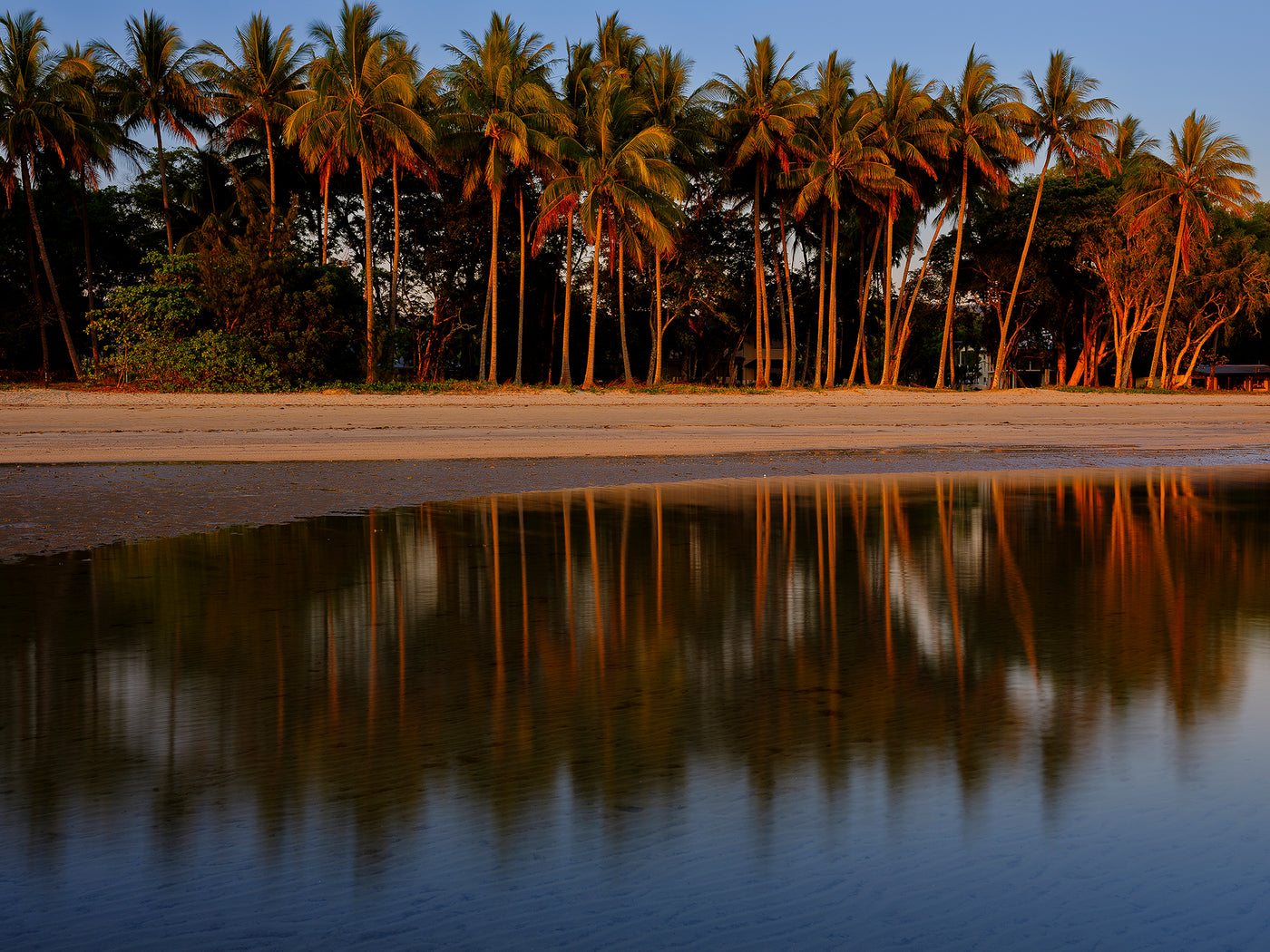 Palms