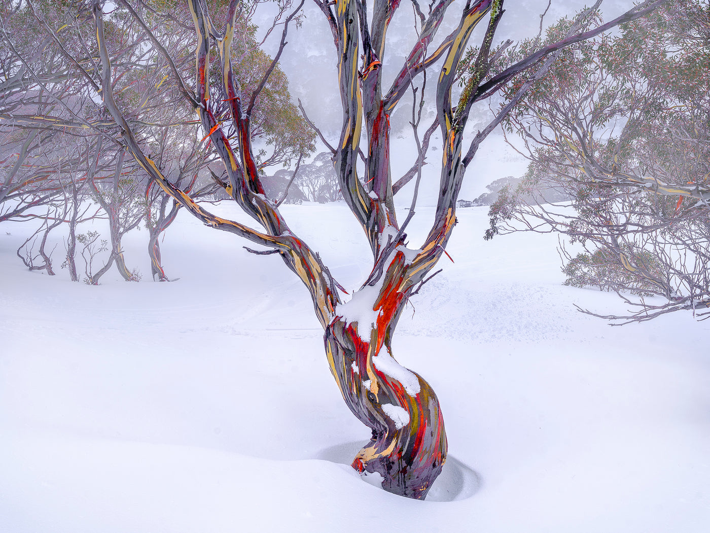 Snow Dance