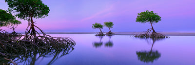 Silent Shores